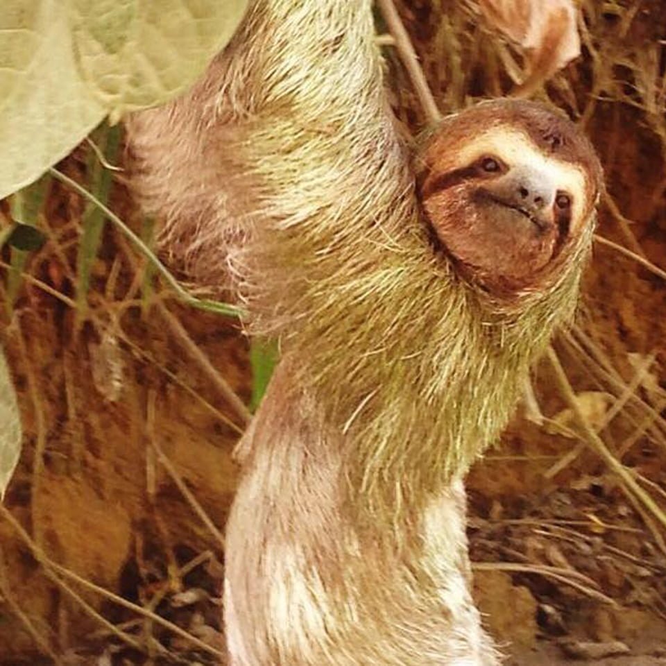 Sloths Pavones Costa Rica
