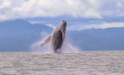 Humpback Whales in Their Costa Rican Haven